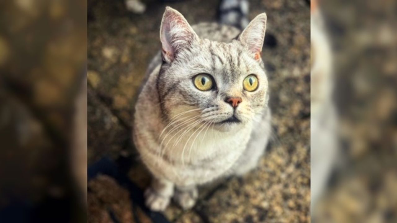 Kediniz sizi aldatıyor mu ya da o gerçekten 'sizin kediniz' mi?