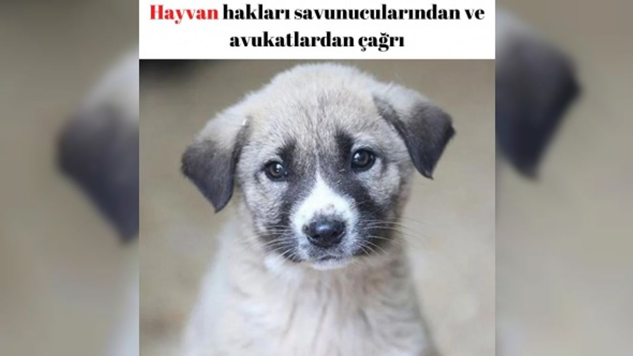 Hayvan hakları savunucularından ve avukatlardan çağrı