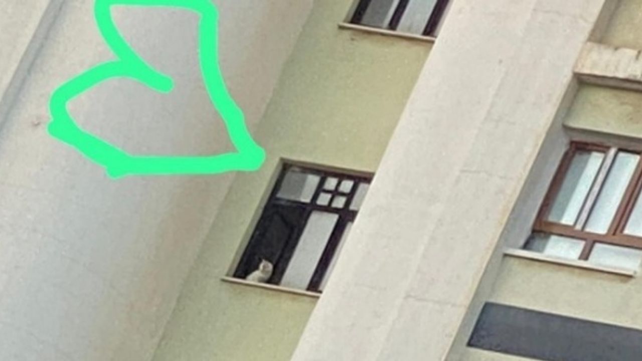Galeria’da mahsur kalan 12 kedi, 1 köpek, 1 kuş ‘valilik izni’ bekliyor!