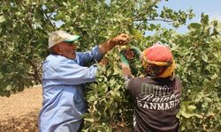 Amedli fıstık üreticilerinden eleme kurutma tesisi talebi