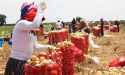 Mevsimlik sömürü çarkı!