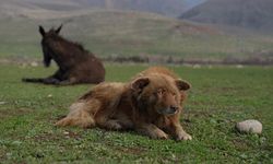 Sokak köpeğiyle sakat katırın dostluğu duygulandırdı