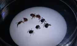 Sivas'ta 'KKKA' alarmı: 1 kişi hayatını kaybetti!