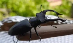 Bu böceği öldürmenin cezası yarım milyon!
