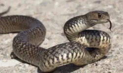 Yılan ısırdığında ne yapmalı? Hayat kurtaran yöntemler
