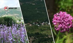 Bingöl'de Eşsiz bir doğa: Karer