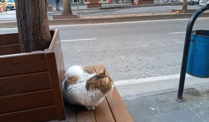 Pandeminin yasakladığı sokaklardan kareler