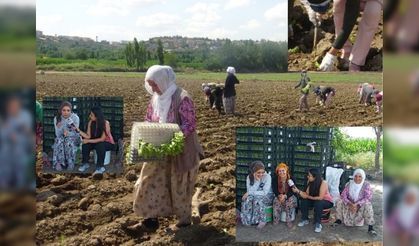 Emekçi Kadınlar: Betonlar değil, Hevsel Bahçeleri'nde ki toprak bize nefes aldırıyor