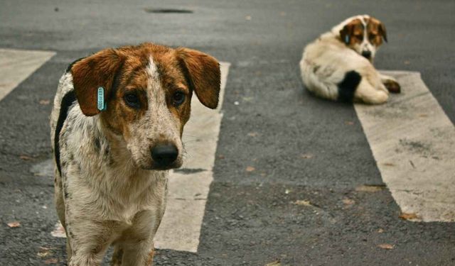 Aşklar ve köpekler