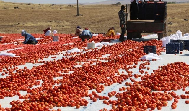 Hilvan'da yetiştirici de işçi de zorda