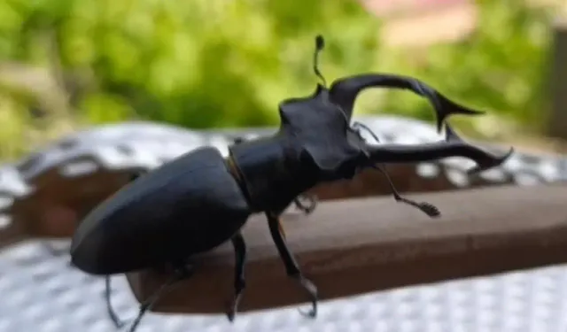 Bu böceği öldürmenin cezası yarım milyon!