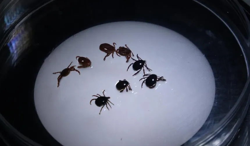 Sivas'ta 'KKKA' alarmı: 1 kişi hayatını kaybetti!