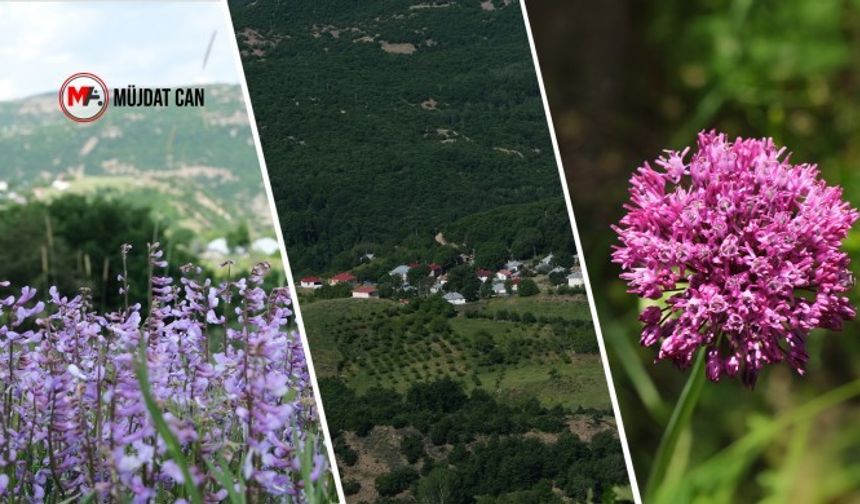 Bingöl'de Eşsiz bir doğa: Karer